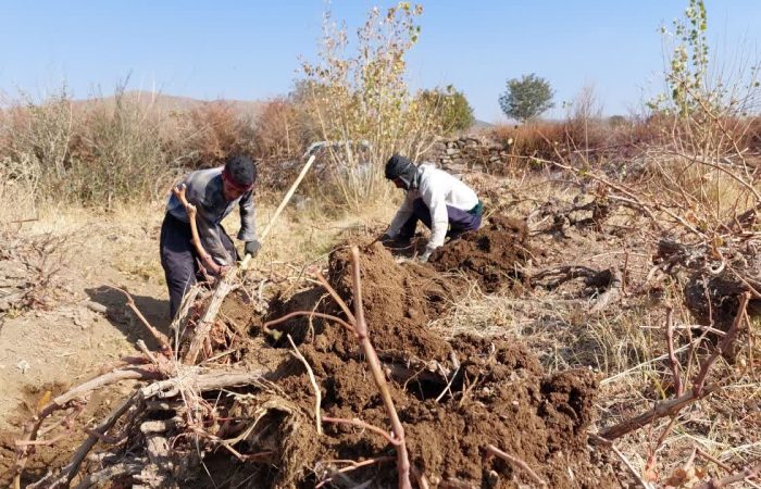 خاک کردن مُو انگور، سنتی دیرینه برای خواب زمستانی تاکستانهای ملایر